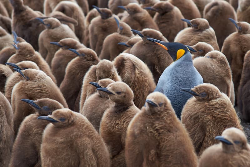 Ein blauer Pinguin und braune Pinguine, ein Symbolbild für Nonkonformismus