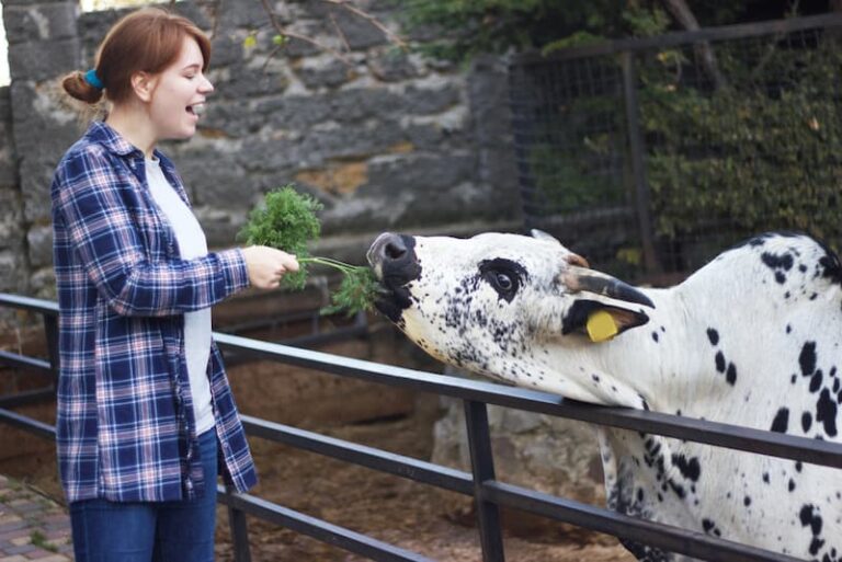 Eine Frau füttert eine Kuh, welche Berufe mit Tieren gibt es?