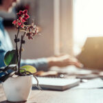 Eine Studentin studiert am Laptop ein Orchideenfach. Im Vordergrund steht eine Orchidee als Symbol für Orchideenfächer