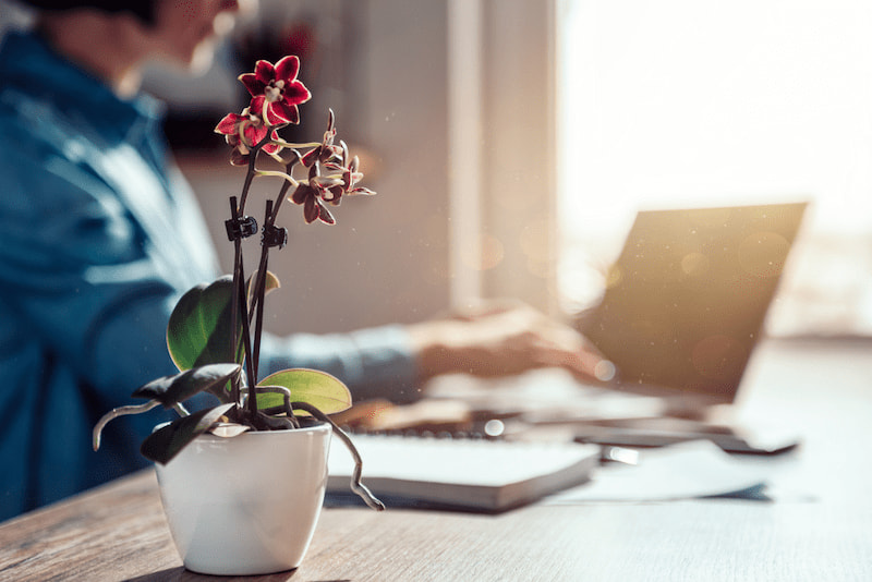 Orchideenfächer: Von der Leidenschaft zum Beruf 1 studentin studiert ein orchideenfach am laptop und im vordergrund steht eine orchidee als symbol fuer orchideenfaecher